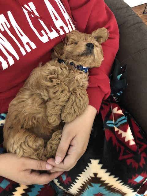 Sleepy Fred as a puppy