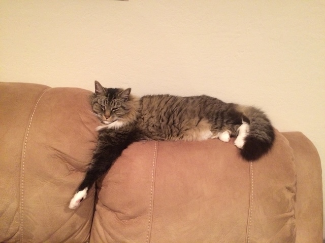 Pavlova living a difficult life