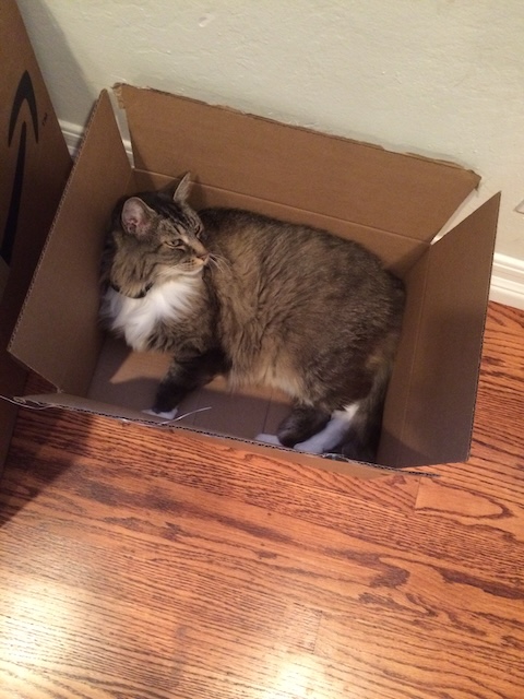 Pavlova’s favorite box